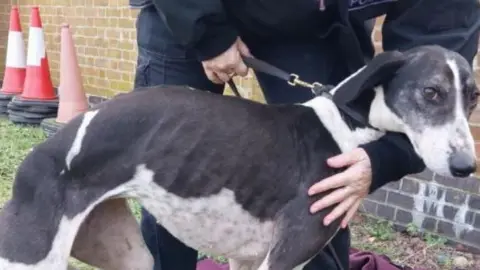 Lincolnshire Police Black and white tall thin dog on a lead and being held by an officer