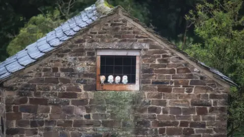 Villager Jim Four barn owls