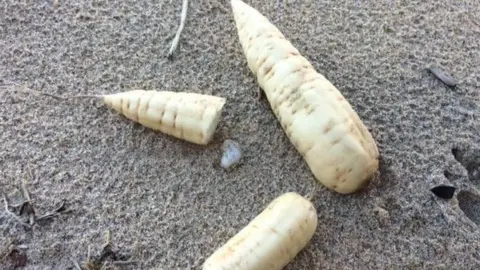 JOSH QUICK Hemlock Water Dropwort