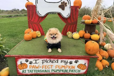 Marie Morrell A small dog, wearing a black sweater, sitting on a stand surrounded by pumpkins. A sign reads "I picked my paw-fect pumpkin at Tattershall pumpkin patch" in red, orange and green capital letters.