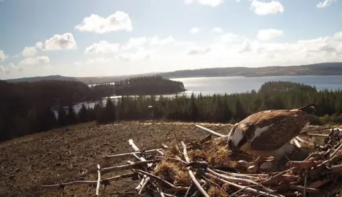 Kielder Water and Forest Park An osprey with eggs