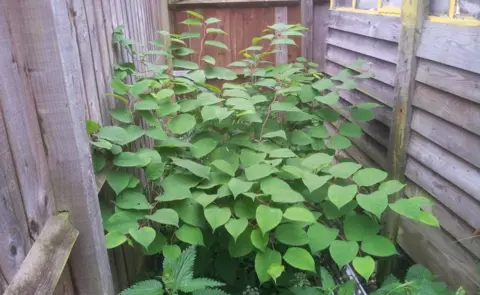 BBC Knotweed in a domestic garden