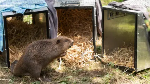 National Trust_Wallington A beaver adult leaving its crate 