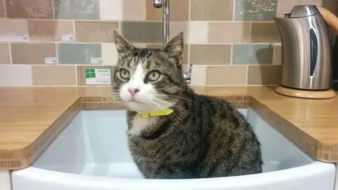 Steve the Cat Steve the Cat