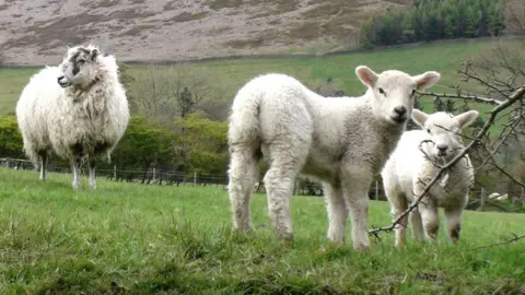 PA Media lambs in field