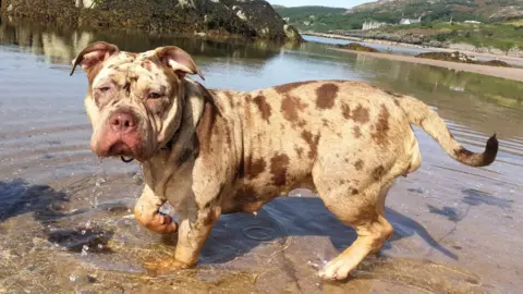 Police Scotland Missing dog