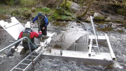 Riverdee.org Capturing the tagged fish