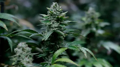 Getty Images Cannabis plant