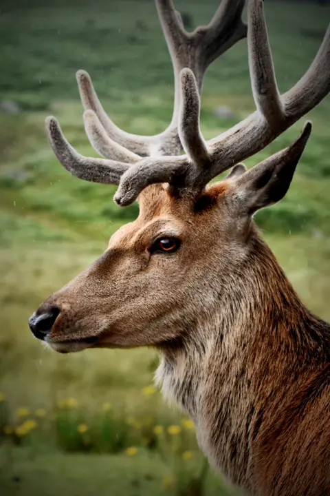 Jon Hayes A side-on view of a red deer, standing and looking straight ahead. 