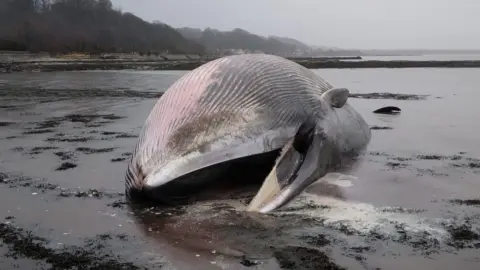 Fife Coast and Countryside Trust  The fin whale at Culross