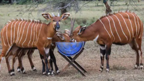 Getty Images Critically endangered bountain bongos are seen eating pellets at the Mount Kenya Wildlife Conservancy in Nanyuki 