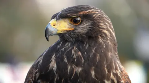 Shaun Whitmore/BBC A Harris's hawk – a bird with mostly brown feathers and a yellow and black, curved, sharp beak.