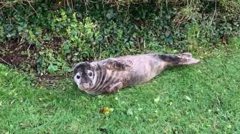 A seal pup in a garden on grass in front of hedge. The seal is grey and black coloured and looking at the camera. 