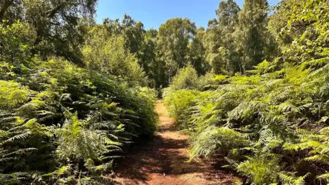 Mark Horsley Green vegetation and trees surround a path.
