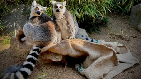 Battersea Park Children's Zoo Two ring-tailed lemurs with grey and white striped tails and orange eyes sit on a hessian sack