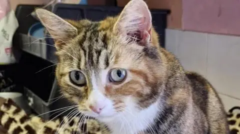 Friends of Felines A cat is looking at the camera. She has light blue or green soulful eyes and has a white nose and bib. The rest of her fur is striped in various shades of ginger and brown