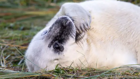 Natasha Jefferies A white seal pup with black markings on its face has its paw resting underneath its mouth and is lying down looking up on grass.