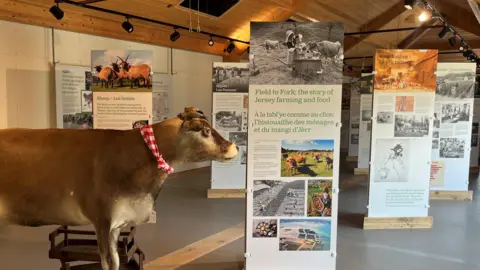 Jersey Heritage A model cow stands to the side of a number of informative plaques which tell the stories of Jersey's food and farming history inside the new exhibition 