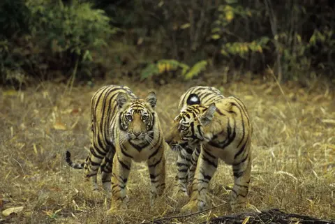 Getty Images : India, Bandhavgarh National Park, Bengal Tiger Cubs (10 Months Old).