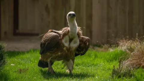 Hertfordshire Zoo A close up of a griffin vulture, with its long neck. It is walking across the grass in its new enclosure.