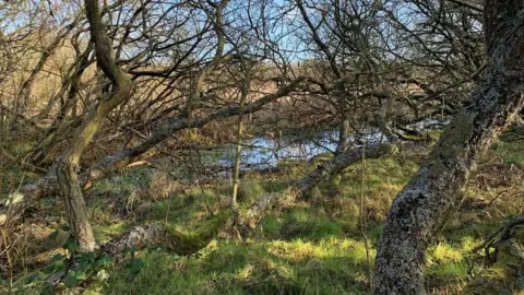 DAVID BELLAMY Lough Cranstal Nature Reserve