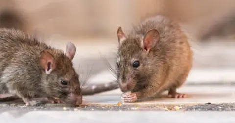 Two rats eating
