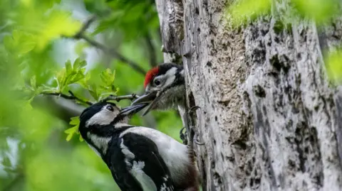 Martin Yelland A woodpecker feeding its offspring. The adult woodpecker is perched on the upright trunk of the tree, while the juvenile peers out of a hole/nest in the trunk.