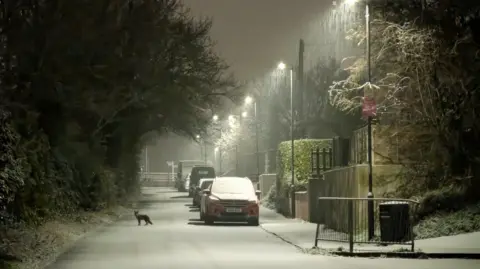 suhi / BBC Pengamat Cuaca Seekor rubah berdiri di jalan yang tertutup salju di Gloucestershire