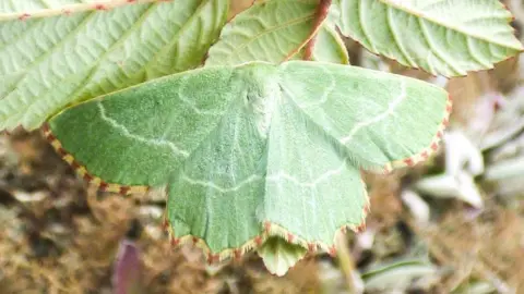 Rebecca Levey The Sussex Emerald moth