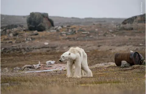 Justin-Hofman Polar bear