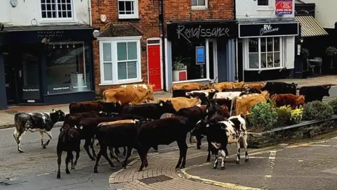 Rachel Helliwell Cows in Marlow