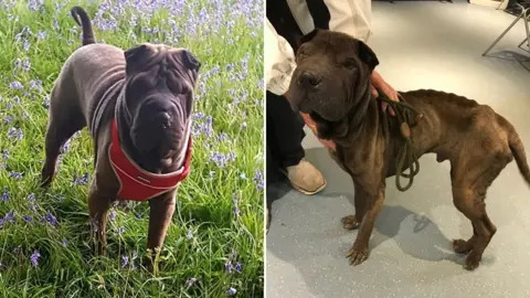 Whiting family/RSPCA Shadow before and after getting lost