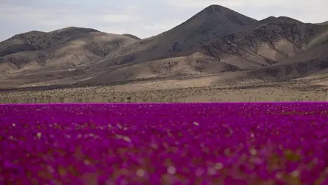Anadolu via Getty Images/Lucas Aguayo Araos  Ground covered by small purple flowers with mountains in the distance