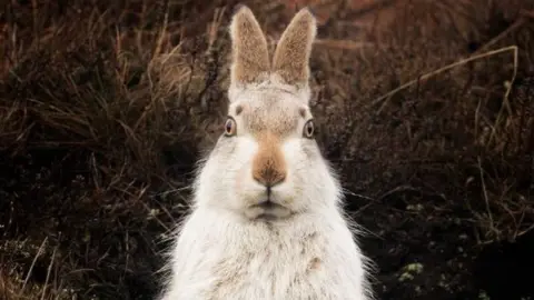 @TesniWardPhotography A Peak District mountain hare