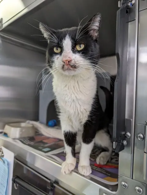 RSPCA A black and white cat standing up in a silver container, with a bowl of food in the corner.