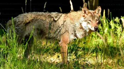 A grey wolf is stood in some long grass and looking in the general direction of the camera. 