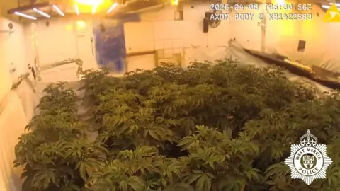 West Mercia Police An image of inside one of the rooms at the property. Green cannabis plants fill the room and bright lights can be seen on the ceiling.