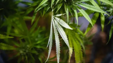 Getty Images Cannabis plant