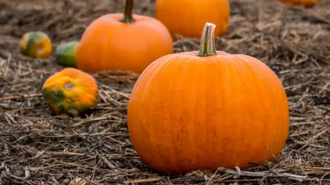 Large orange pumpkin in a field. There are smaller pumpkins in the background