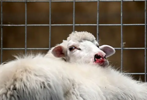 Getty Images A sheep with a bloody nose, standing next to a wire grid. 