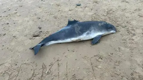 The dead porpoise on the beach. It is dark blue in colour with a white underside. It looks like a small dolphin. A note has been written in the sand explaining British Divers Marine Life Rescue has been contacted. 