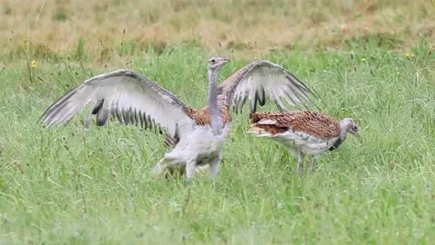 Great Bustard Group Thriving great bustard chicks on Salisbury Plain