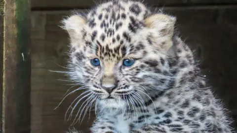 Dartmoor Zoo The picture shows a very young leopard cub sitting at the edge of a wooden enclosure. The cub has bright blue eyes, a soft spotted coat and tiny paws resting on the wooden ledge. Its fur is fluffy and it seems to be peering out with a curious but cautious expression. 