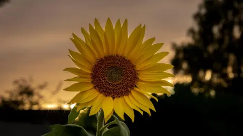 BBC Weather Watchers/Jon A sunflower showing the yellow petals against a sunset in Barlaston, Staffordshire, in a field
