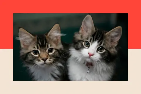 PA Media Two kittens sitting alongside each other