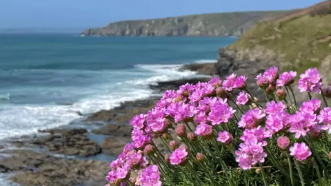 A photo of the bay at Porthleven on a bright blue sky day. There is a clump of bright pink flowers in the foreground. The calm sea and rocky beach are out of focus. There is a headland stretching out at the other end of the bay.