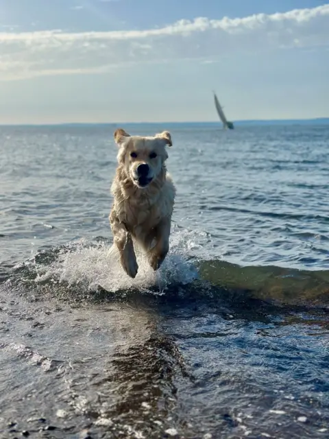 Emily Tait A golden retriever pup plays in the sea with a yacht in the background 