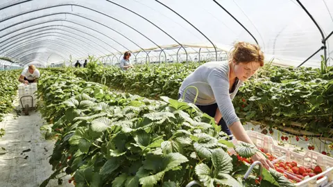 Getty Images Image showing fruit pickers