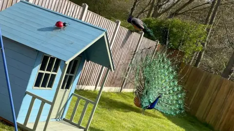 Josephine Francesca Peacocks in a garden in Dereham