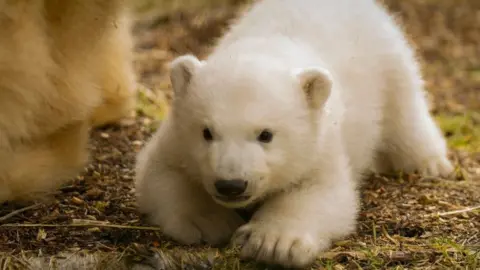 RZSS Highland Wildlife Park's polar bear cub